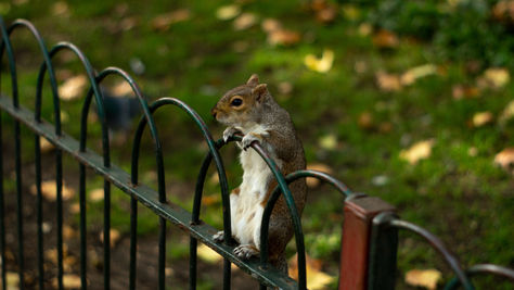 Squirrel perched on metal fence, gripping bars, in a park with green grass and fallen leaves. Calm and curious mood.