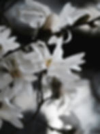 Close-up of delicate white flowers symbolizing the natural balance and rejuvenation offered by Dew. KC Biote Hormone Therapy.