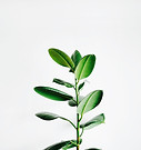 Image by Igor Son
