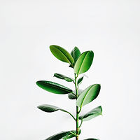 Image by Igor Son