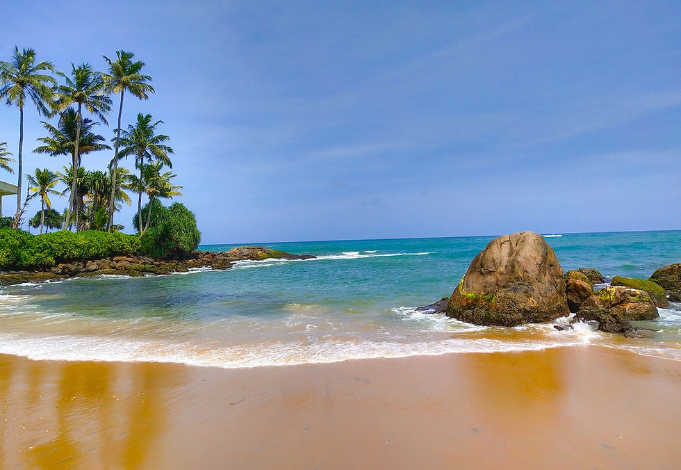 rock and palm trees on a beach in sri lanka
