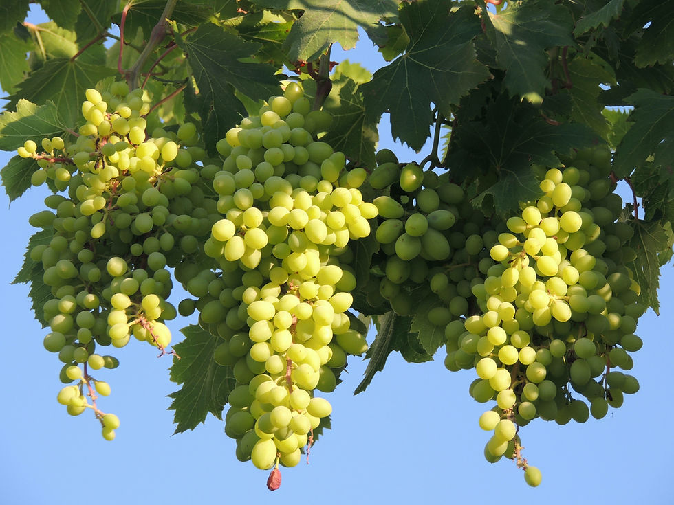 raisin blanc de la vallée de Ferghana en Ouzbekistan - voyage oenologie Qweeka