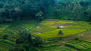Common myths regarding doing business in Bali