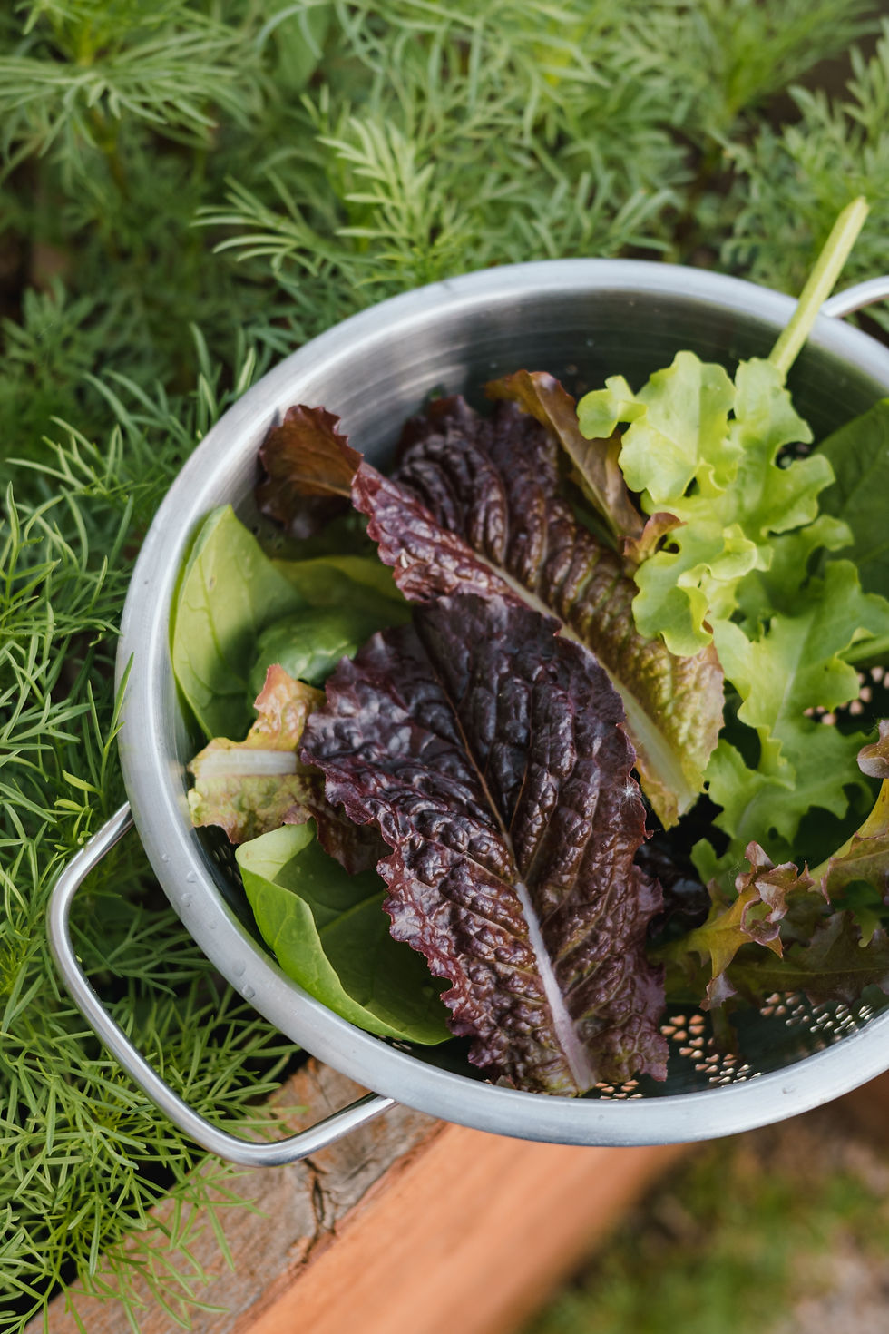 Grow Your own Salad Bowl 630PM-8PM