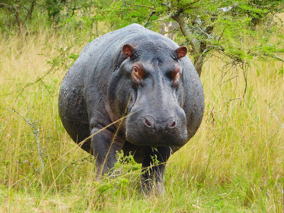 Hippopotamuse