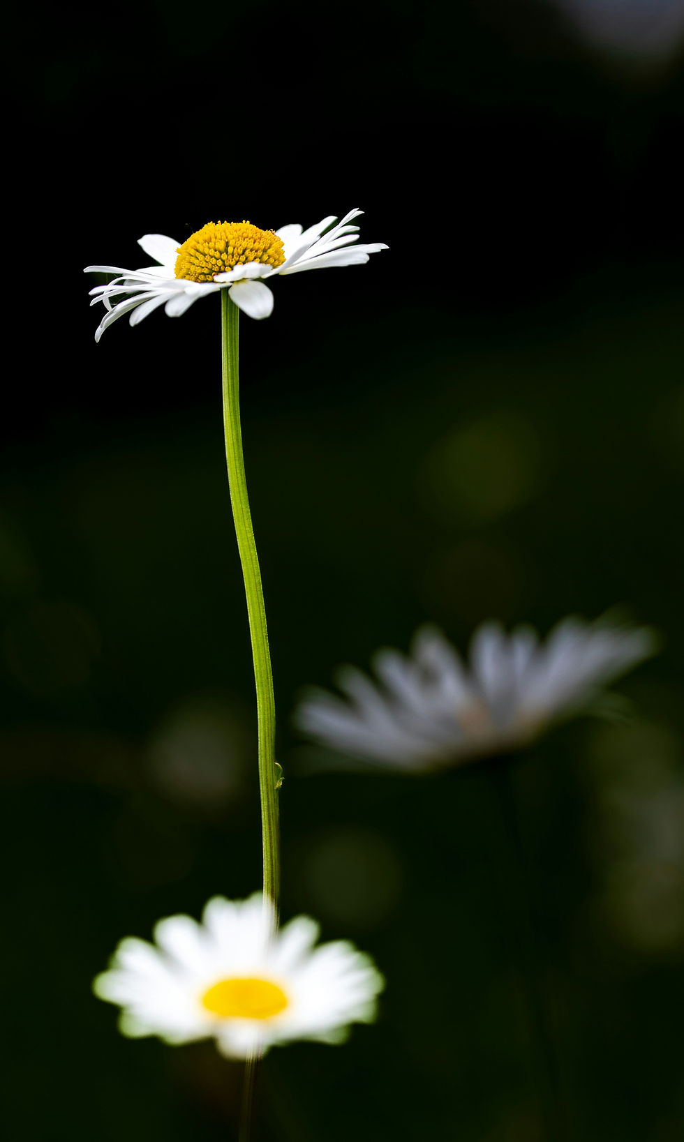 Close-up of a daisy with a yellow center and white petals against a dark green background. Two blurred daisies in the foreground.
