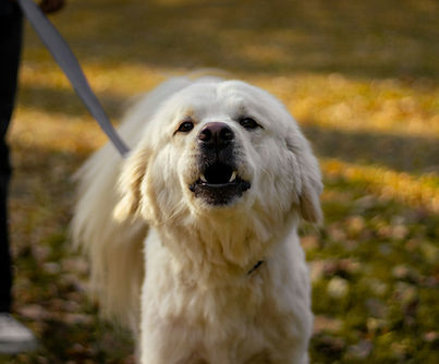 A white dog stares at the camera while barking, held back by a leash that goes off the side of the image. Image by Akshat Jhingran