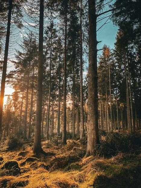 Image by Laura Kennedy