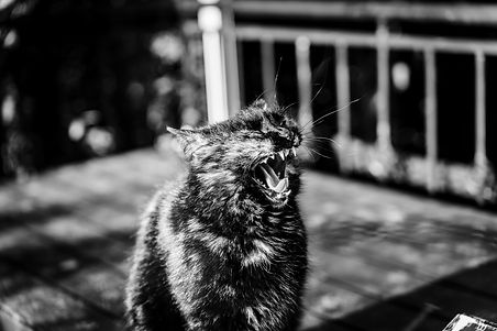 aggressive Katze