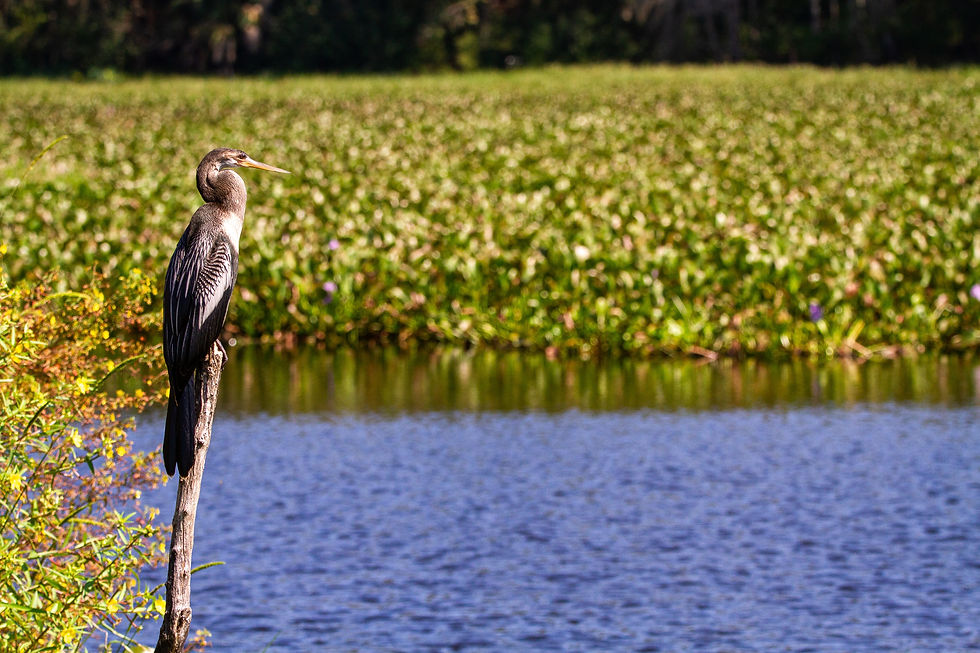 Eye-level view of an Anhinga standing near a South Louisiana waterway.