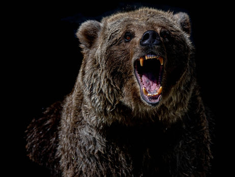 The Best Bear Sprays for 2024