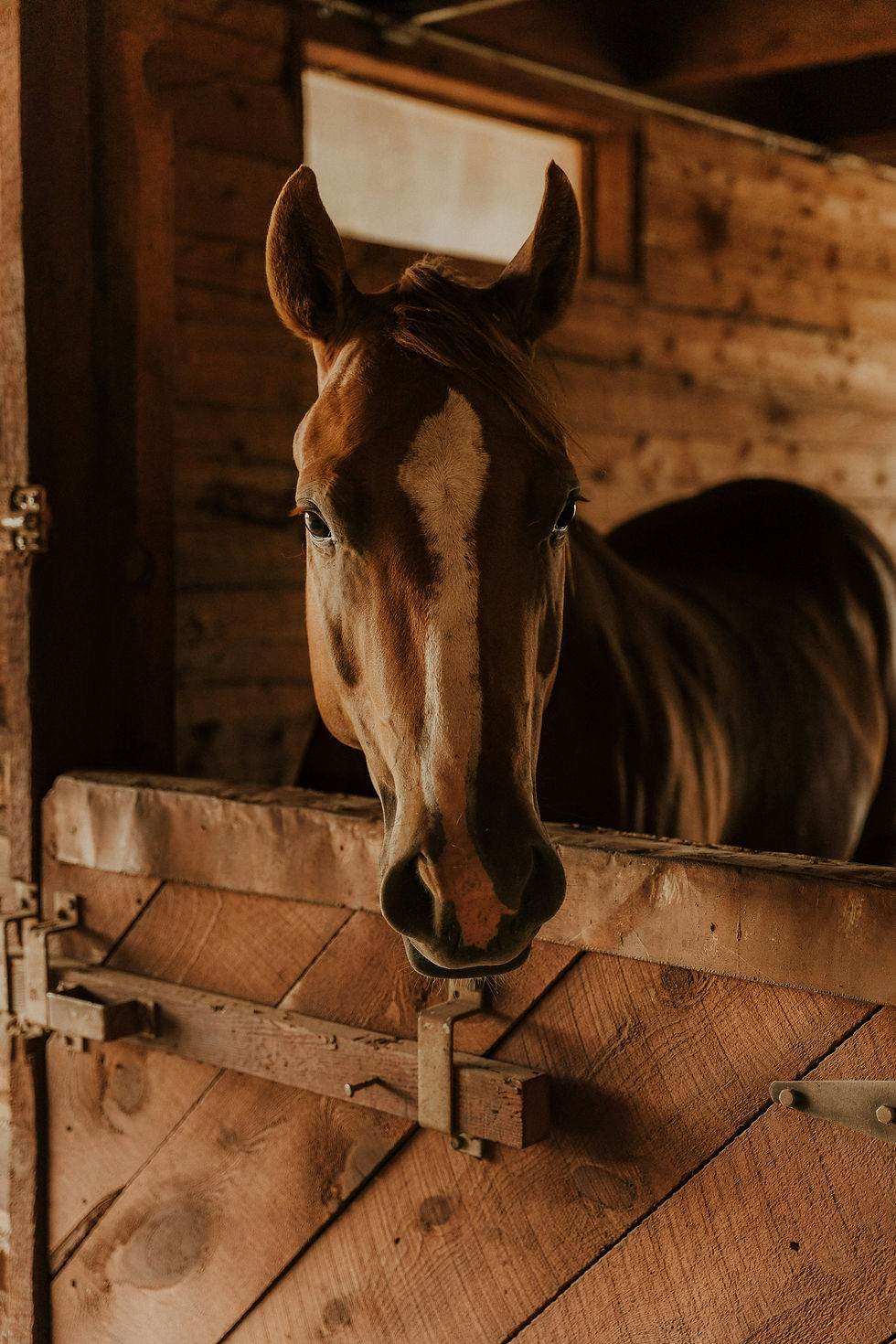 Fall Horse Care Tips Horse in Barn