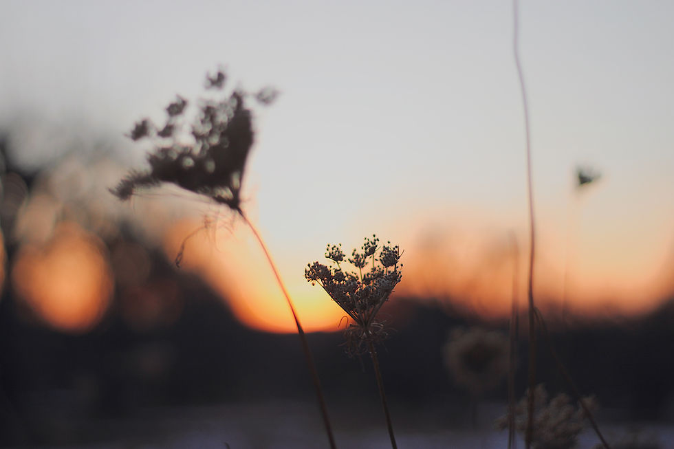Image by karlee leclair