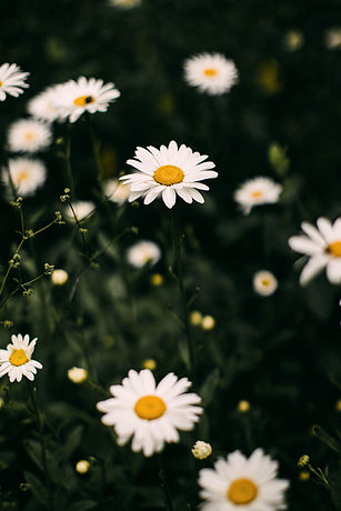Image by tabitha turner