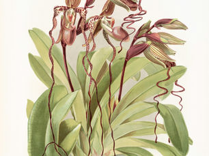 drawing of lady slippers plant