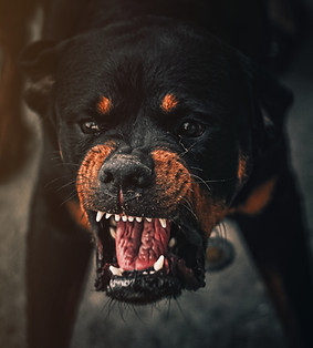 Hundetraining bei Aggressionsverhalten in Berlin