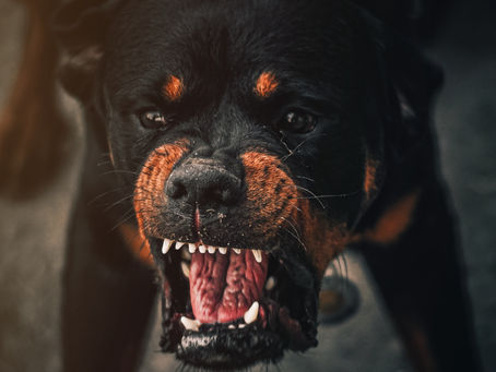 Why is my dog aggressive?