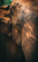 Image by Paul Kapischka