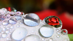 Pacific Institute unveils strategic plan through 2026