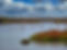 Wild flamingos in the pink lagoon of Torrevieja salt lakes on the Costa Blanca