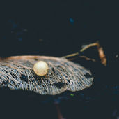 Don't Give Pearls to Swine