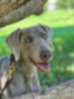 Weimaraner sonriendo