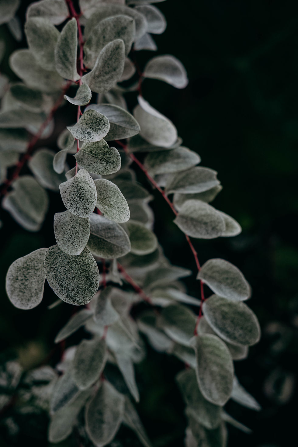an image of a white sage herb growing