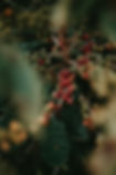 Image by Eduardo Gorghetto