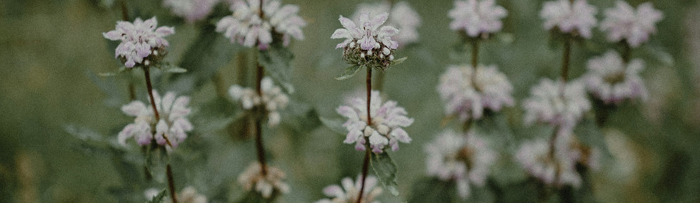 Image by Vasilina Sirotina