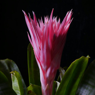 Bromeliad