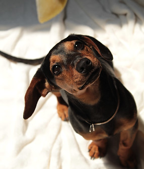 Image by Alondra Pavón