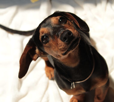 Image de Alondra Pavón