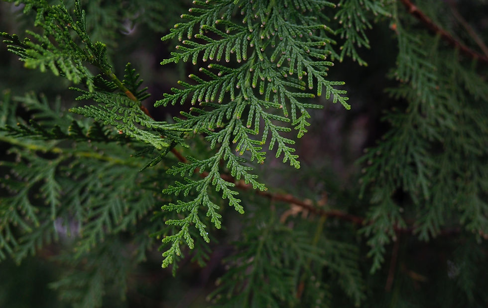 Cypress Essential Oil