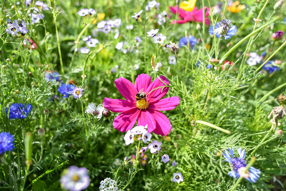 How to Create a DIY Bug Hotel for Your Garden: A Step-by-Step Guide