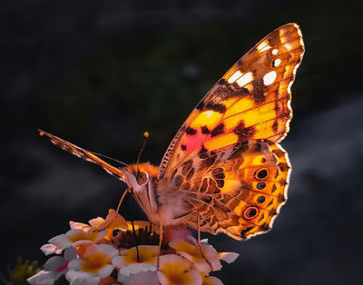 Image by Rasul .