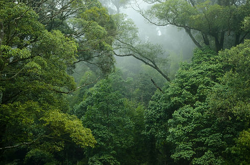 Image by Lingchor