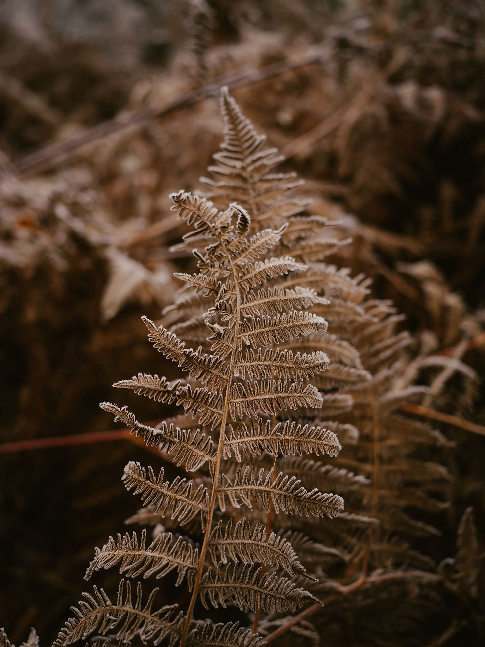 Image by Annie Spratt