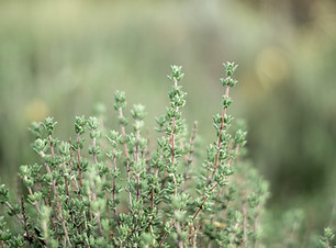 Image by Anja Junghans