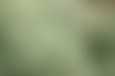 Thym : Les Bienfaits du Thym en Cuisine