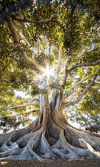 Image by Jeremy Bishop