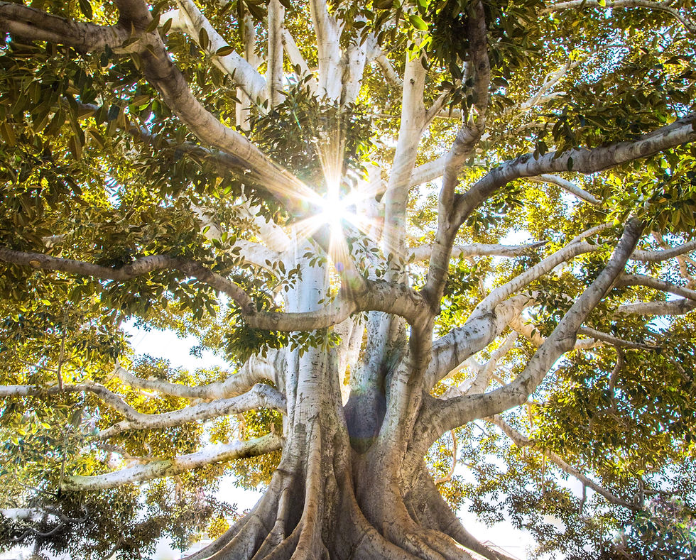 Image by Jeremy Bishop