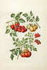 Paradeiser Illustration