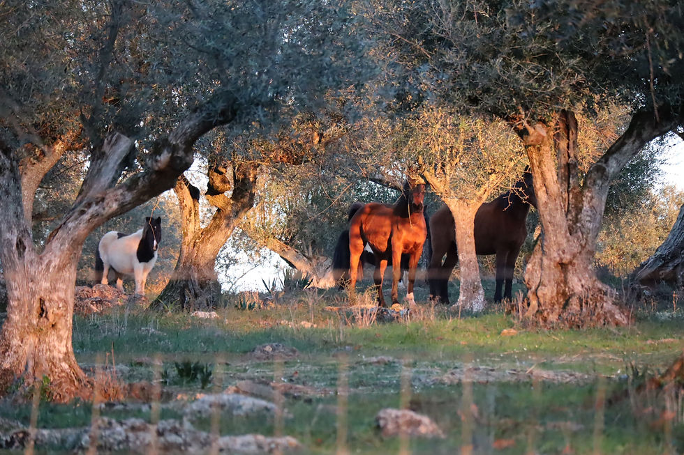 Galloping through History: Uncovering the Alentejo's Hidden Gems