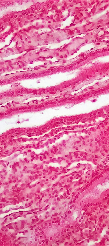 Image by Bioscience Image Library by Fayette Reynolds