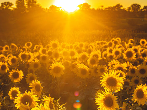 Why Vitamin D May Matter for Long-Term Brain Health
