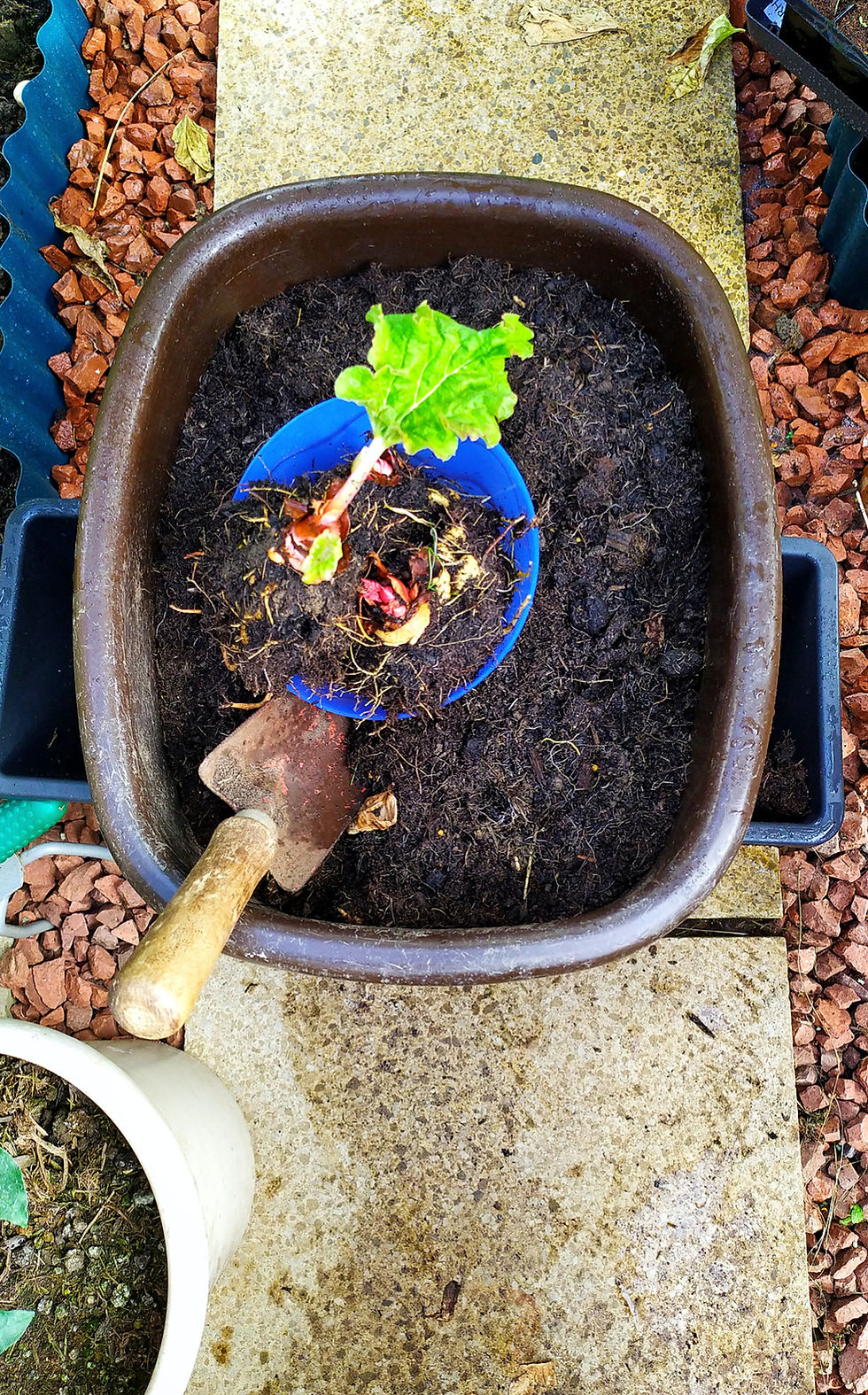 Person repotting plant