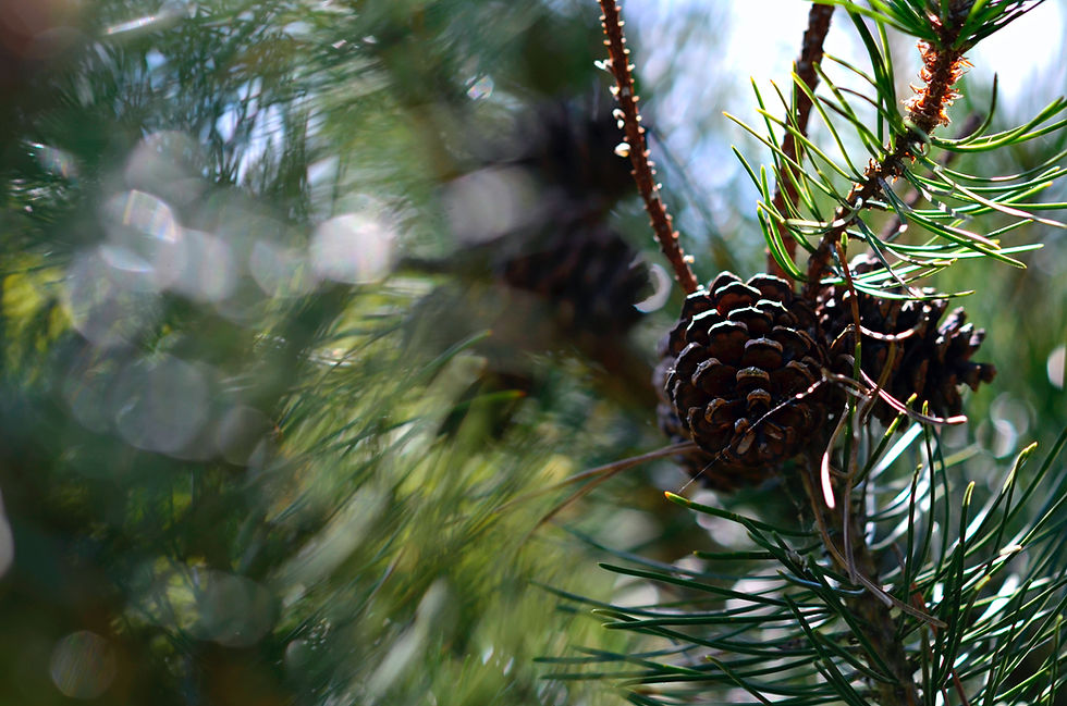 Image by Simona Jašauskytė