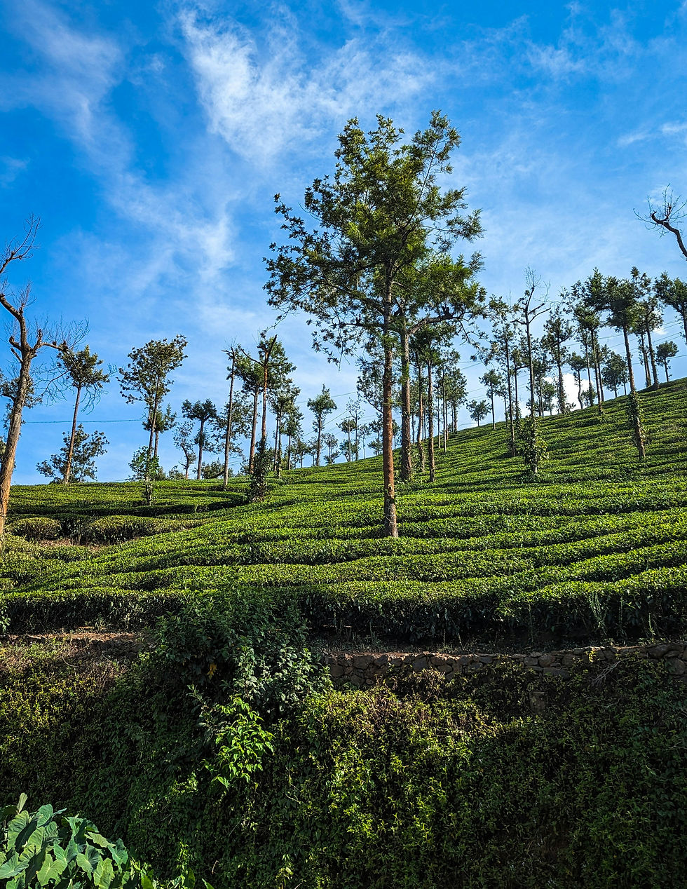 Munnar, Kerala, India