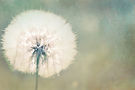 Image by Joan McEwan