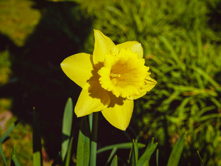 Cynefin: Dwelling in the Fold of God